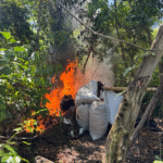 Asestan golpe superior a USD 9 millones con destrucción de marihuana en Itapúa