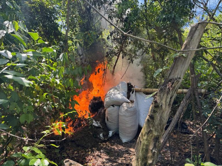 Asestan golpe superior a USD 9 millones con destrucción de marihuana en Itapúa