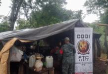 Destrucción de cultivos de marihuana causan pérdida superior a USD 4 millones en Pedro Juan Caballero