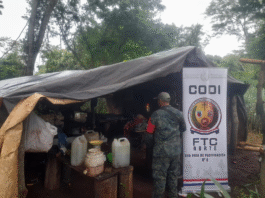 Destrucción de cultivos de marihuana causan pérdida superior a USD 4 millones en Pedro Juan Caballero