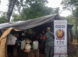 Destrucción de cultivos de marihuana causan pérdida superior a USD 4 millones en Pedro Juan Caballero