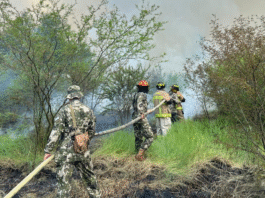 Casi todos los incendios forestales fueron provocados y serán investigados por la Fiscalía