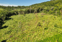 Operación «Escudo Guaraní» destruye 45.000 kg de marihuana en Amambay