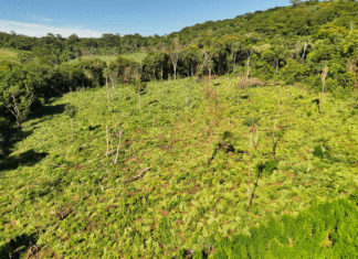 Operación «Escudo Guaraní» destruye 45.000 kg de marihuana en Amambay