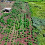 Golpe de USD 25,6 millones al narcotráfico con destrucción de casi 60 hectáreas de marihuana en Amambay