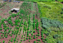 Golpe de USD 25,6 millones al narcotráfico con destrucción de casi 60 hectáreas de marihuana en Amambay