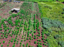 Golpe de USD 25,6 millones al narcotráfico con destrucción de casi 60 hectáreas de marihuana en Amambay