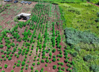 Golpe de USD 25,6 millones al narcotráfico con destrucción de casi 60 hectáreas de marihuana en Amambay