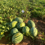 Productores de Itapúa logran exitosa producción de sandía en verano