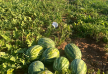 Productores de Itapúa logran exitosa producción de sandía en verano