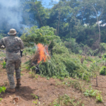 Anulan 27 toneladas de marihuana y causan pérdida cercana al millón de dólares en Concepción