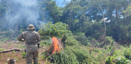 Anulan 27 toneladas de marihuana y causan pérdida cercana al millón de dólares en Concepción