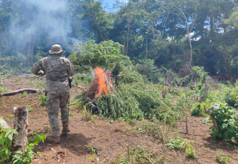 Anulan 27 toneladas de marihuana y causan pérdida cercana al millón de dólares en Concepción