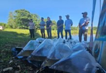 Productores piscícolas de La Paz impulsan su economía con alevines entregados por Yacyretá