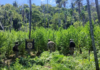 Asestan perjuicio de USD 2 millones al narcotráfico con destrucción de 54 toneladas de marihuana en Amambay