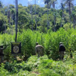 Asestan perjuicio de USD 2 millones al narcotráfico con destrucción de 54 toneladas de marihuana en Amambay