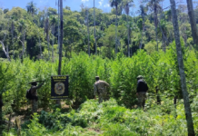 Asestan perjuicio de USD 2 millones al narcotráfico con destrucción de 54 toneladas de marihuana en Amambay