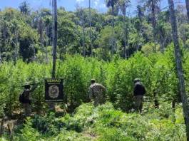 Asestan perjuicio de USD 2 millones al narcotráfico con destrucción de 54 toneladas de marihuana en Amambay