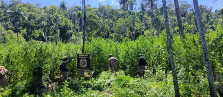 Asestan perjuicio de USD 2 millones al narcotráfico con destrucción de 54 toneladas de marihuana en Amambay Asestan perjuicio de USD 2 millones al narcotráfico con destrucción de 54 toneladas de marihuana en Amambay