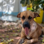 Proyecto de “Ley Canela” busca regular la fabricación, venta y uso de pirotecnias