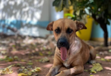 Proyecto de “Ley Canela” busca regular la fabricación, venta y uso de pirotecnias