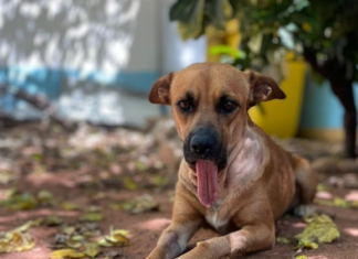 Proyecto de “Ley Canela” busca regular la fabricación, venta y uso de pirotecnias