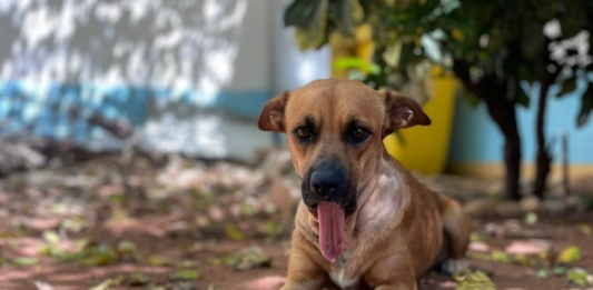 Proyecto de “Ley Canela” busca regular la fabricación, venta y uso de pirotecnias