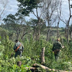 Operación “Nueva Alianza 55” avanza en Amambay con millonario golpe al narcotráfico