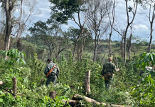 Operación “Nueva Alianza 55” avanza en Amambay con millonario golpe al narcotráfico