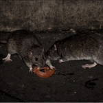 Hantavirus en Paraguay: en lo que va del 2026 se confirmaron 3 casos