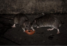 Hantavirus en Paraguay: en lo que va del 2026 se confirmaron 3 casos
