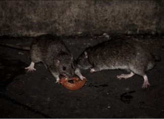 Hantavirus en Paraguay: en lo que va del 2026 se confirmaron 3 casos
