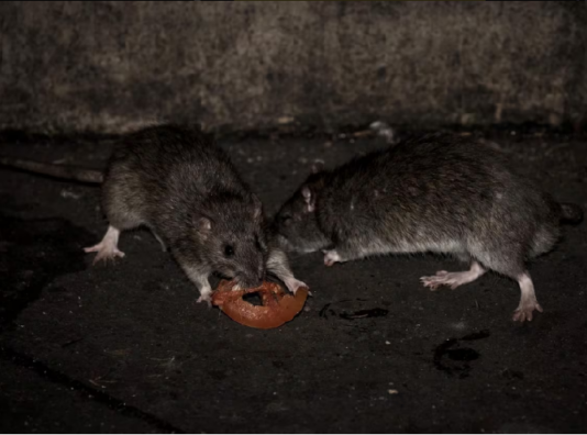 Hantavirus en Paraguay: en lo que va del 2026 se confirmaron 3 casos