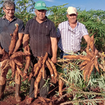 Productores de Itapúa estiman cosecha de 1,8 millones de kilos de mandioca, con respaldo del MAG