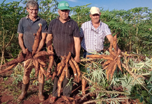 Productores de Itapúa estiman cosecha de 1,8 millones de kilos de mandioca, con respaldo del MAG