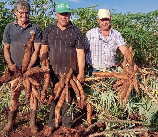 Productores de Itapúa estiman cosecha de 1,8 millones de kilos de mandioca, con respaldo del MAG