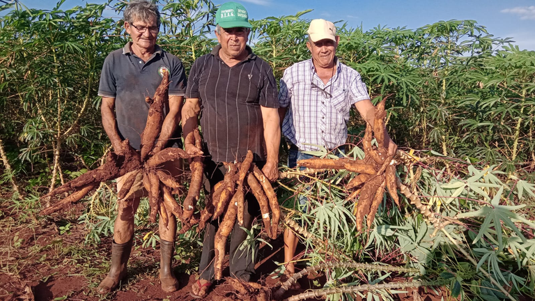 Productores de Itapúa estiman cosecha de 1,8 millones de kilos de mandioca, con respaldo del MAG