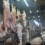 Exportaciones pecuarias alcanzan USD 920 millones al cierre de mayo, con crecimiento en sectores porcino y aviar