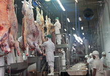 Exportaciones pecuarias alcanzan USD 920 millones al cierre de mayo, con crecimiento en sectores porcino y aviar