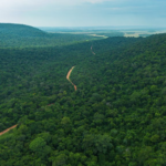 Política Forestal Nacional busca convertir al sector en motor de desarrollo económico y potenciar exportaciones de Paraguay