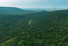 Política Forestal Nacional busca convertir al sector en motor de desarrollo económico y potenciar exportaciones de Paraguay