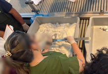 Caen dos mujeres en el aeropuerto Silvio Pettirossi con 44 huevos de guacamayo
