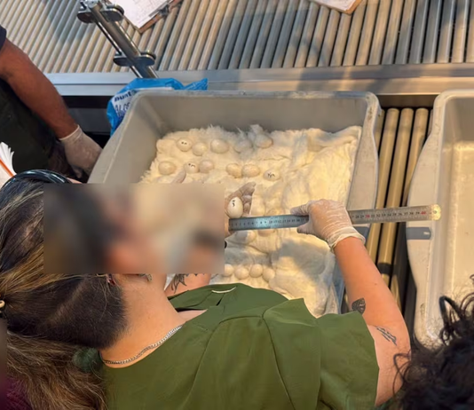Caen dos mujeres en el aeropuerto Silvio Pettirossi con 44 huevos de guacamayo