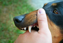 Día Mundial de la Rabia: qué hacer ante la mordedura de un perro